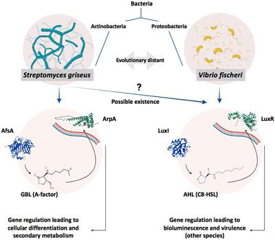 Insights into additional lactone-based signaling circuits in Streptomyces: existence of acyl-homoserine lactones and LuxI/LuxR homologs in six Streptomyces species